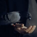 A close-up shot of a man holding a pigeon in his hand, showcasing gentle wildlife interaction.